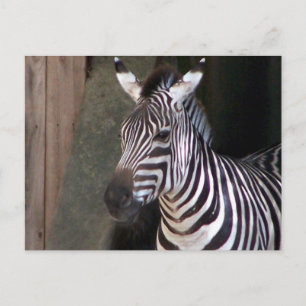 grants zebra postcard