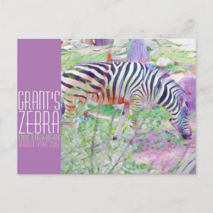 Grant's Zebra [Postcard] Postcard
