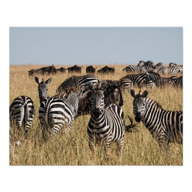 Grant's Zebra Poster (Front)