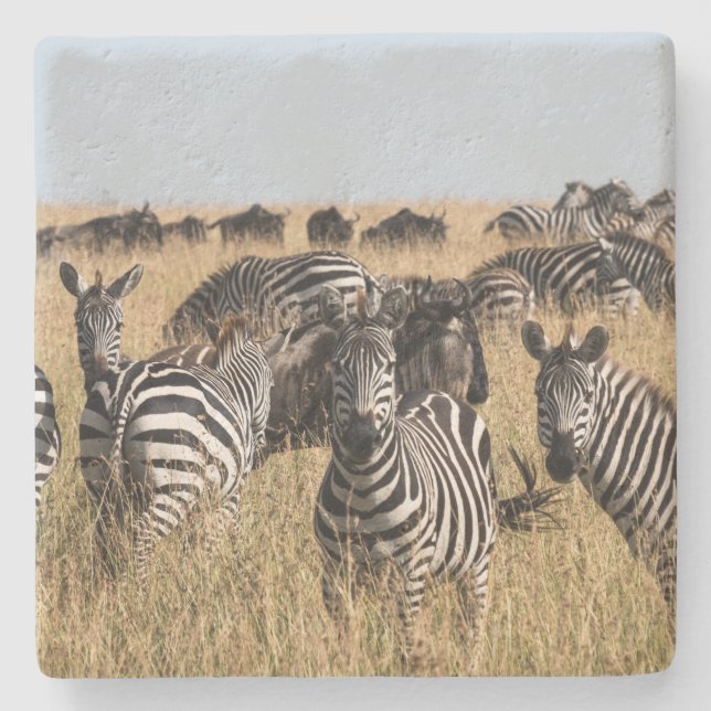 Grant's Zebra Stone Coaster (Front)