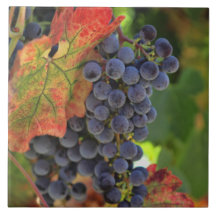 Grape and Vineyard Wine Art Tile