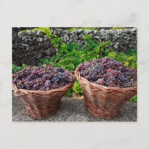 Grape harvest postcard