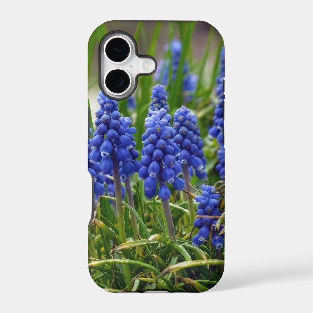 Grape Hyacinth (Back)