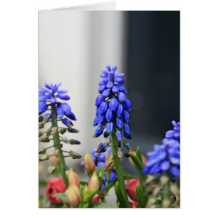 grape hyacinth