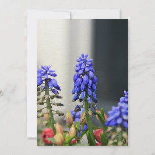 grape hyacinth