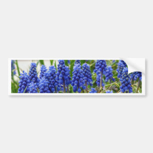 Grape Hyacinth Bumper Sticker