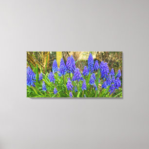Grape Hyacinth Canvas Print