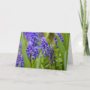 Grape Hyacinth Card