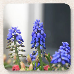 grape hyacinth coaster
