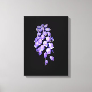 Grape Hyacinth Floral  Canvas Print
