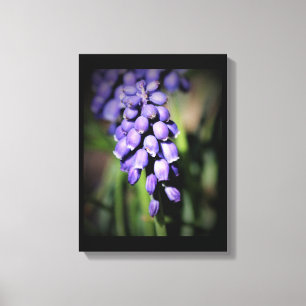 Grape Hyacinth Floral Canvas Print