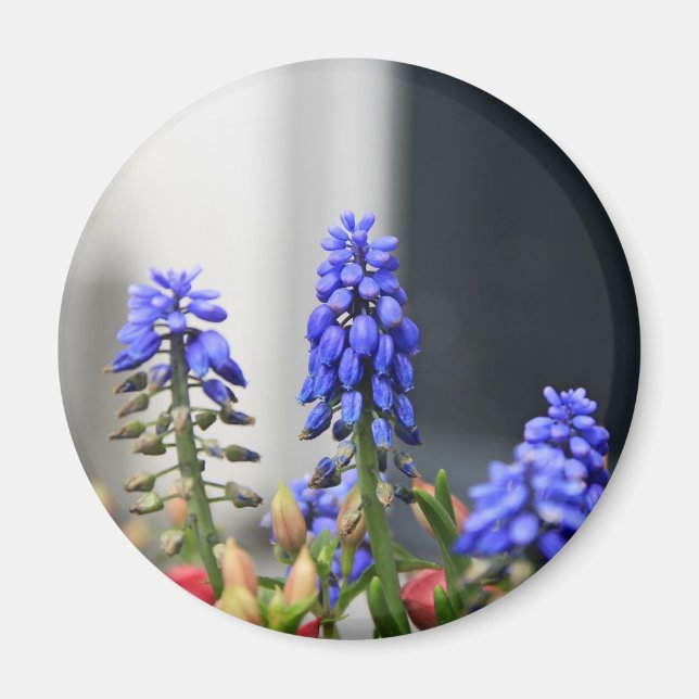 grape hyacinth magnet (Front)