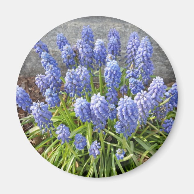 Grape Hyacinth Magnet (Front)