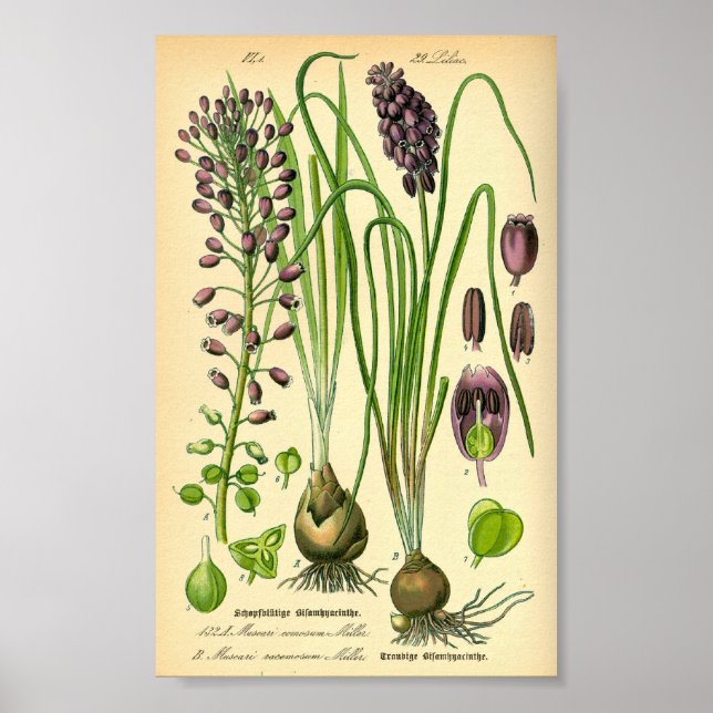 Grape Hyacinth (Muscari neglectum) Poster (Front)