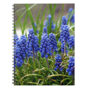 Grape Hyacinth Notebook