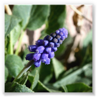Grape Hyacinth Photo Print