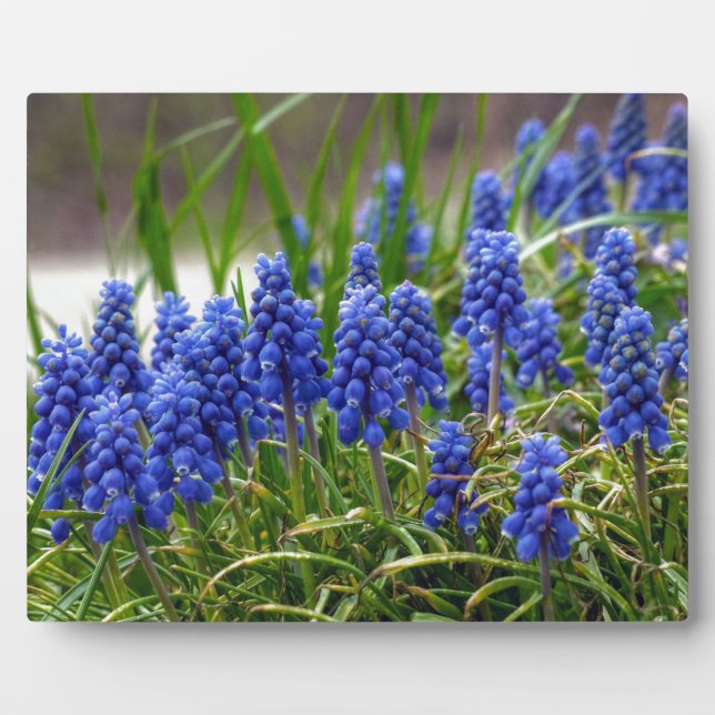 Grape Hyacinth Plaque (Front)