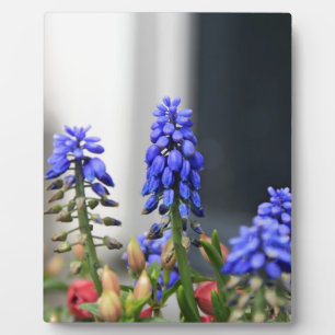 grape hyacinth plaque