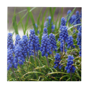 Grape Hyacinth Tile