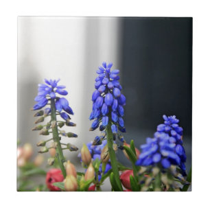 grape hyacinth tile