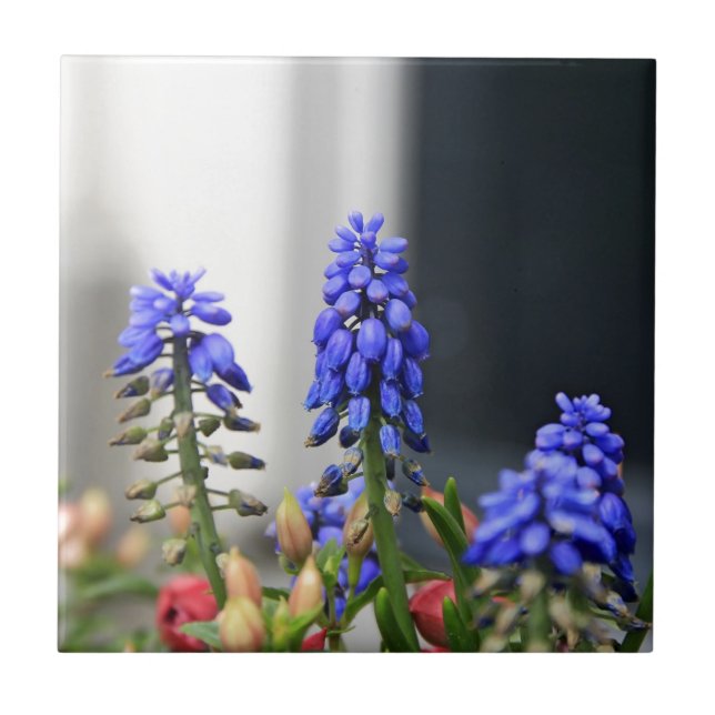 grape hyacinth tile (Front)