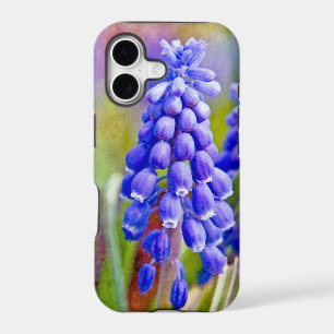 Grape Hyacinths