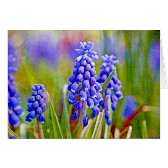 Grape Hyacinths (Front Horizontal)