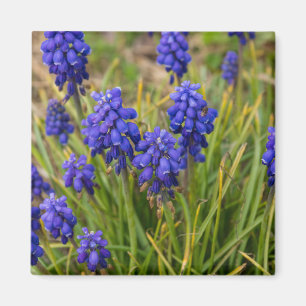 Grape Hyacinths Family Magnet