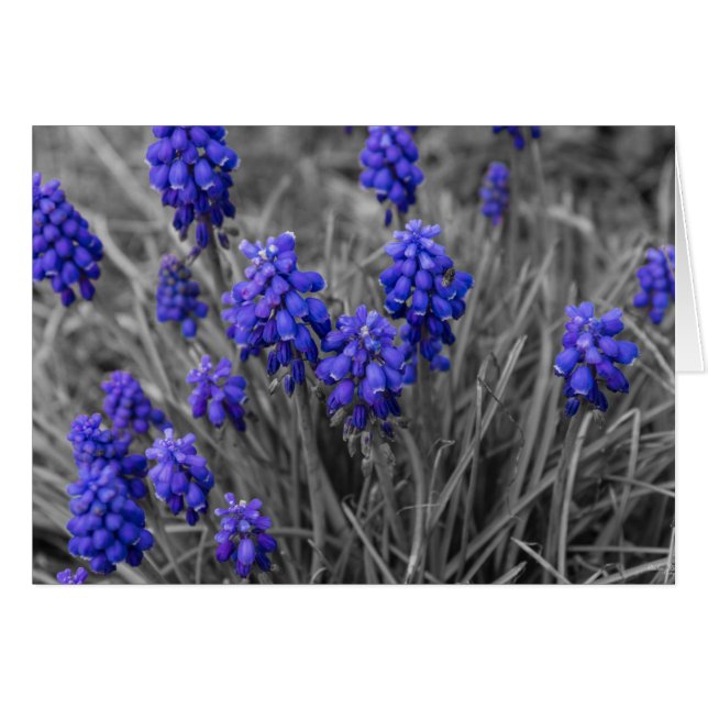 Grape Hyacinths Family Select (Front Horizontal)