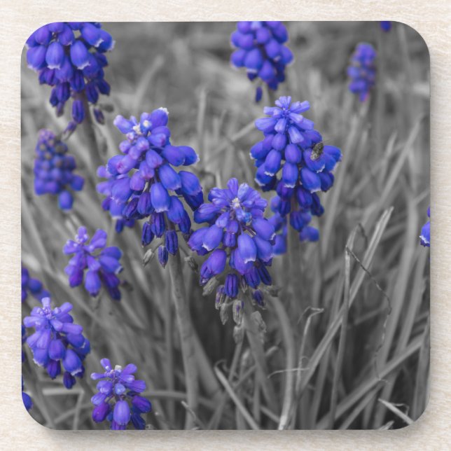 Grape Hyacinths Family Select Coaster (Front)