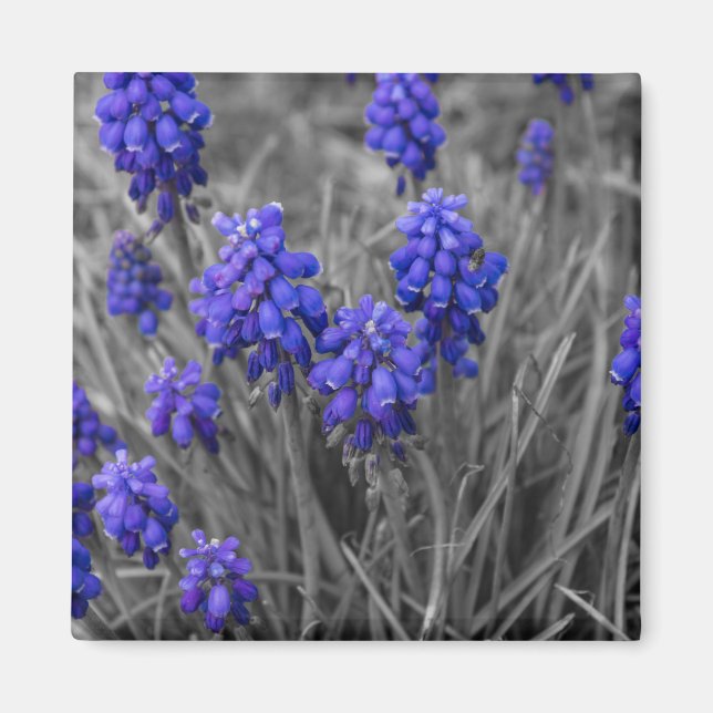 Grape Hyacinths Family Select Magnet (Front)