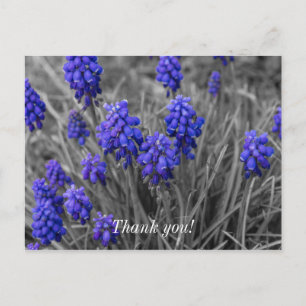 Grape Hyacinths Family Select Postcard