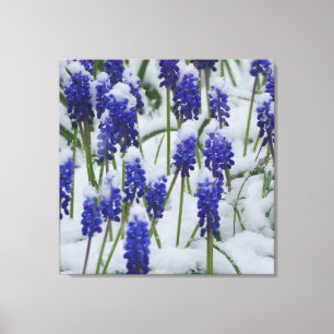 Grape Hyacinths in Snow Canvas Print
