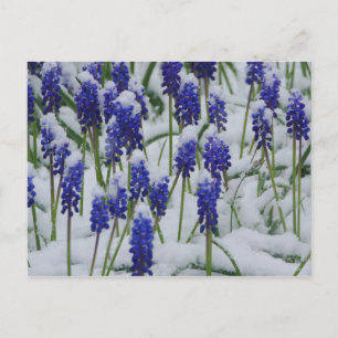 Grape Hyacinths in Snow Postcard