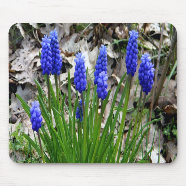 Grape Hyacinths.... Mouse Mat (Front)