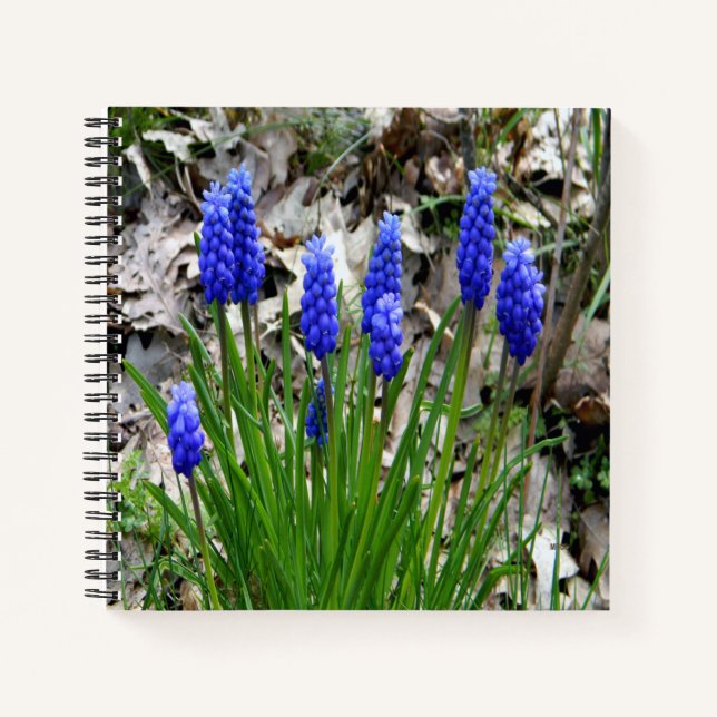 Grape Hyacinths... Notebook (Front)