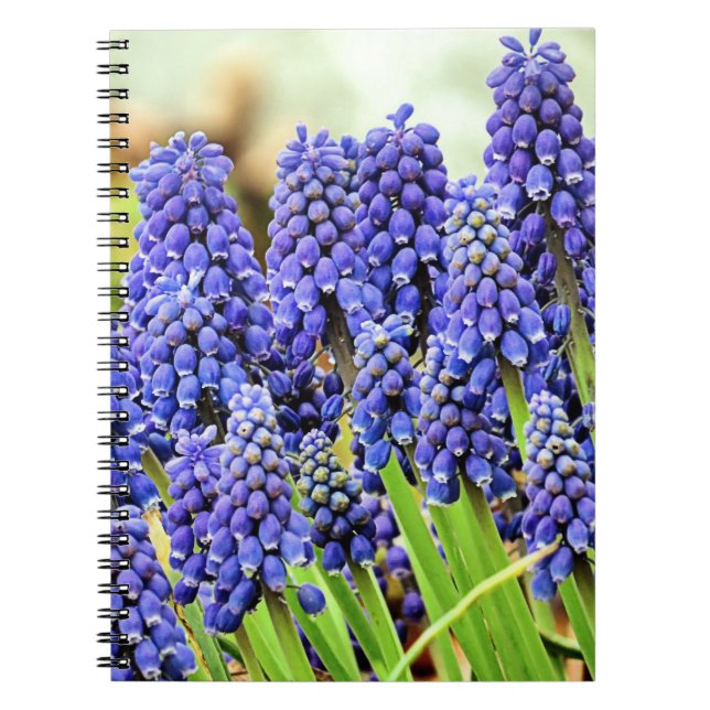 Grape hyacinths - notebook (Front)