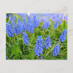 Grape Hyacinths Postcard