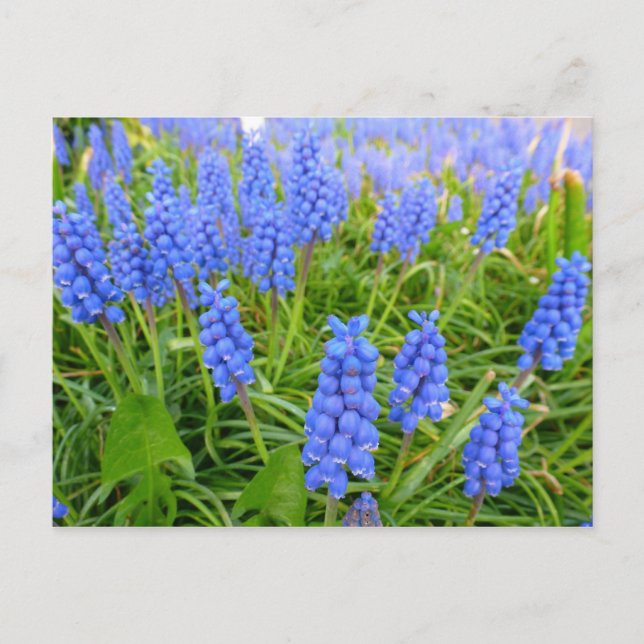 Grape Hyacinths Postcard (Front)