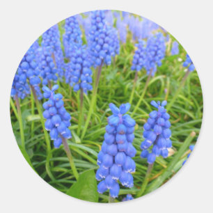 Grape Hyacinths Sticker
