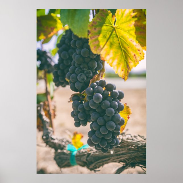 Grape on Vine Poster (Front)