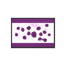 Grape Splatter in Water Stretched Canvas Print