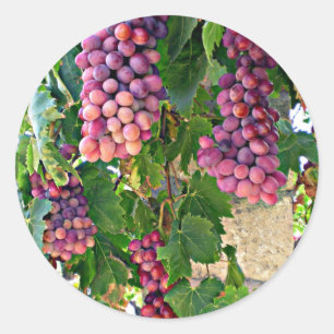 Grape Vine Classic Round Sticker