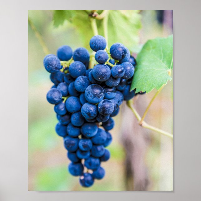 Grape Vine for wine and grapevine winegrower gift Poster (Front)