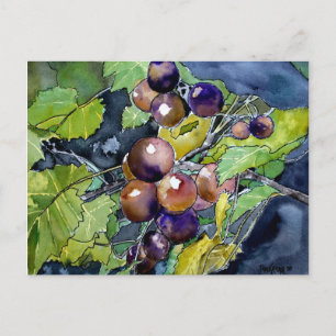 grape vine fruit still life art post card postcard