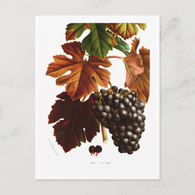 Grape Vine Postcard (Front)