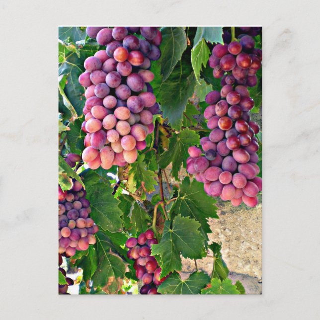 Grape Vine Postcard (Front)