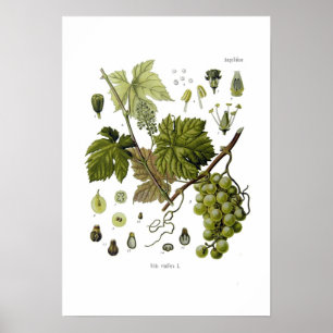 Grape vine poster
