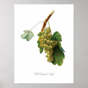 Grape vine - Vintage illustration Poster
