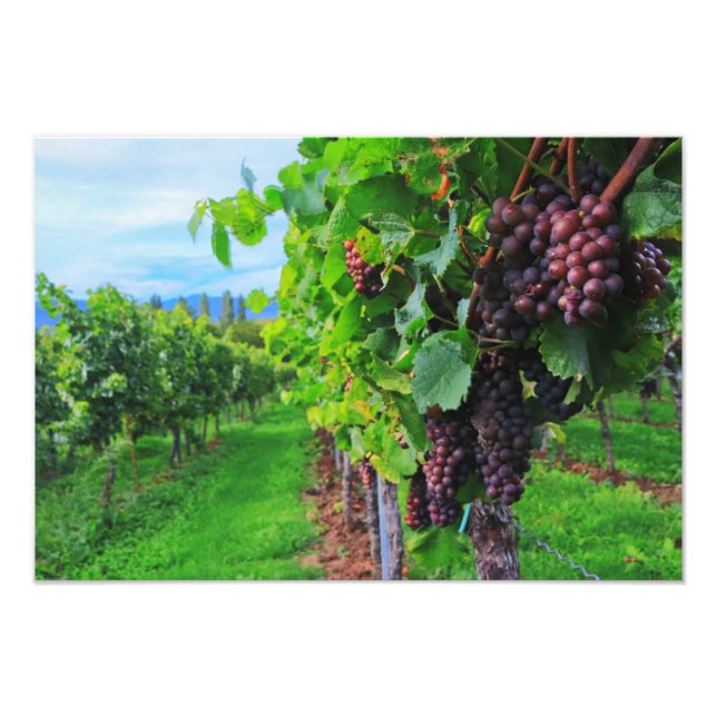Grape Vines Photo Print (Front)
